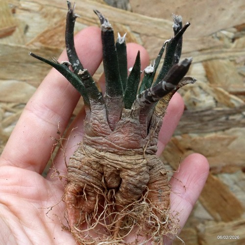 K072 ariocarpus special price - k072,