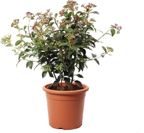 Viburnum tinus eve - viburnum,